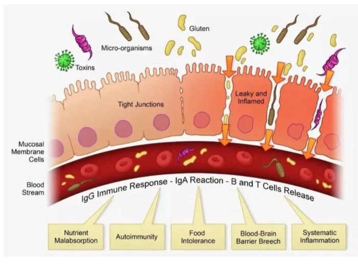SLU-PP-332 Buy | Shaanxi BLOOM Tech Co., Ltd SLU-PP-332 Buy | Shaanxi BLOOM Tech Co., Ltd